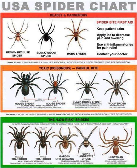 Poisonous Spiders Of South Carolina Dengarden