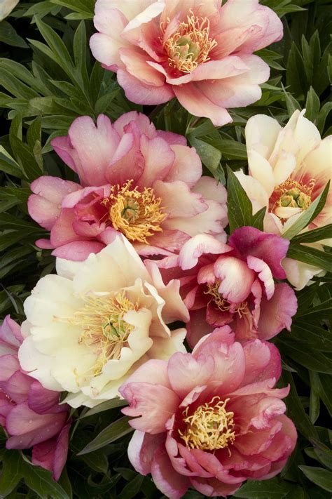 Julia Rose Itoh Peony Vackra Blommor Blommor Blomsterträdgård