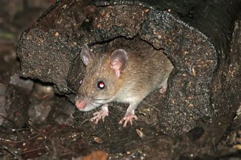 Bush Rat Facts Diet Habitat And Pictures On Animaliabio