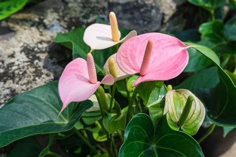 Heres How To Care For Anthurium Flowers That Amaze With Their Pink