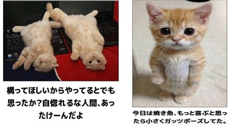 Download 絶対笑う Images For Free