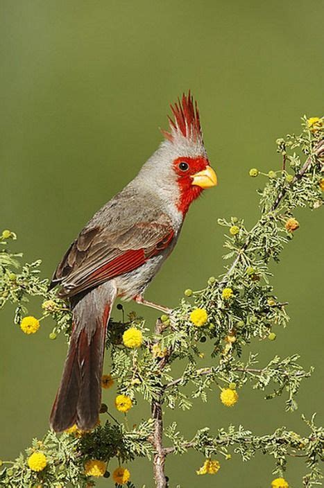 Pyrrhuloxia Or Desert Cardinal Cardinalis Sinuatus A Songbird Found