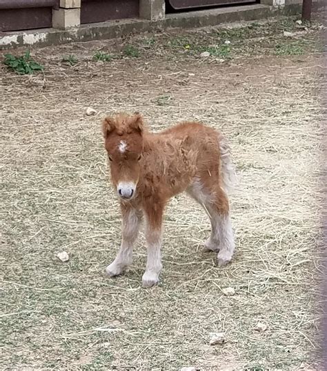 Shetland pony baby in Texas : aww