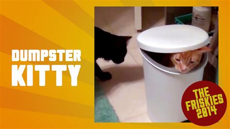 Funny Cat Hides In Dumpster The Friskies Awards 2014 Youtube