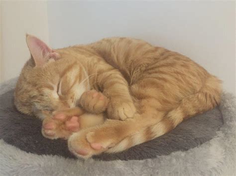 Darling One Eyed Ginger Kitten Is Now Spoilt Rotten After Leaving