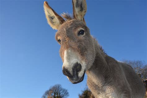 Donkeys Were First Domesticated In Africa Over Years Ago Sci News
