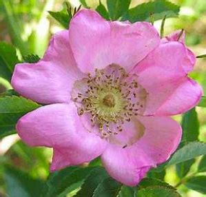 Pasture Rose Carolina Rose Plant It Wild Native Michigan Plants