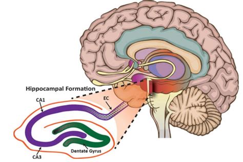 What Is Hippocampus Creative Diagnostics
