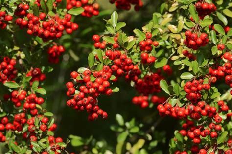 Many of these prodigious growers can quickly get out of hand if. 20 Fast-Growing Shrubs and Bushes for Privacy - Evergreen ...