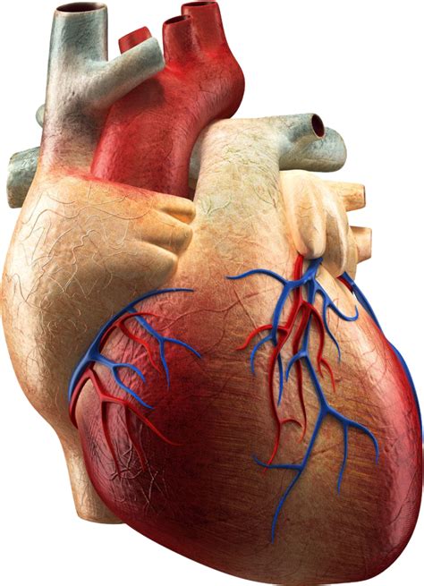 Labeled Human Heart Png Free Labeled Human Heart Png