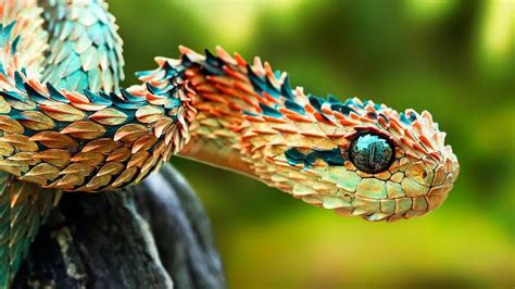 25 Scary And Awesome Facts About Snakes That Will Surprise You