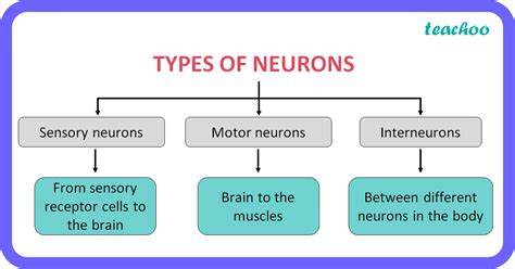 Types Of Neurons And Their Functions