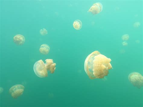 Jellyfish Jelly Fish Lake Palau Terry Y M LIU Flickr
