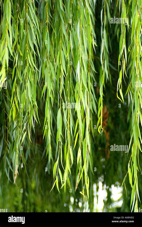 Weeping Willow Branches Hang From Tree Stock Photo Alamy