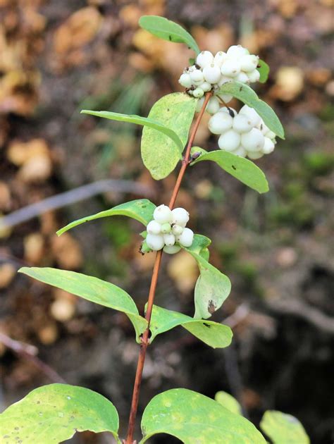 Snowberries Kamloops Trails