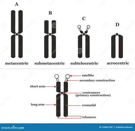 Chromosome Structure Stock Illustration Illustration Of Human 194061387