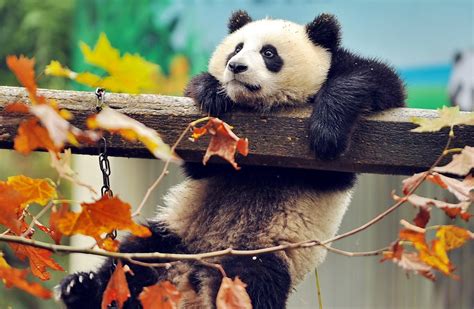 Download Leaf Fall Animal Panda Hd Wallpaper