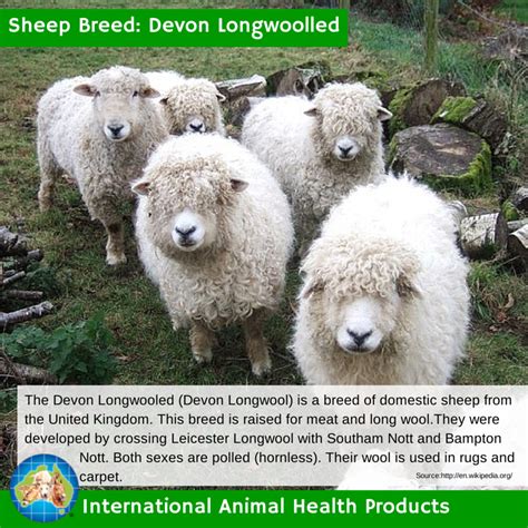 Devonlongwoolledsheep Devon Longwoolled Devonlongwoolled Sheep