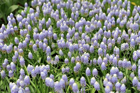 Grape Hyacinths Full Growing Guide How To Plant Grow And Care For