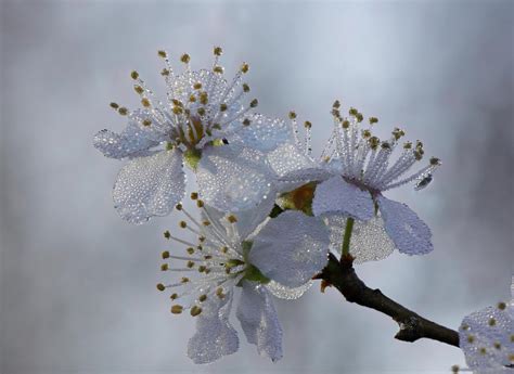 Tree Blossoms Flower Photo Contest Photocrowd Photo Competitions