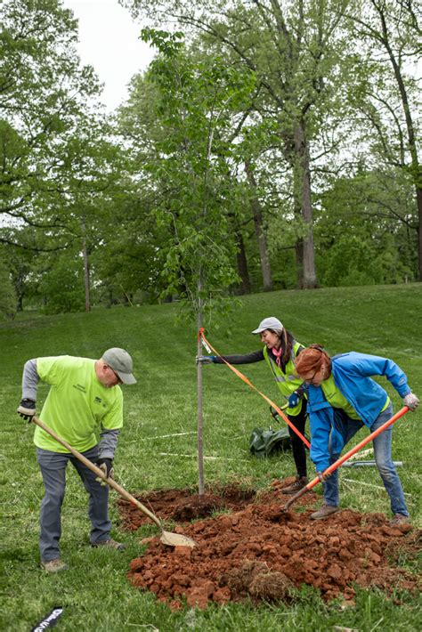 Roanoke Urban Forestry And Volunteer Tree Stewards Plant Trees For