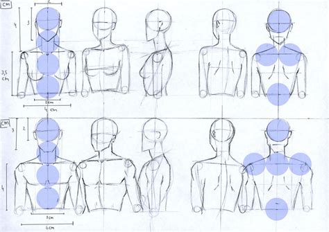Female And Male Anatomy Proportions Head And Torso By Lucis7 On Deviantart