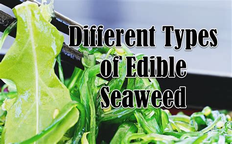 10 Different Types of Edible Seaweed with Images - Asian Recipe