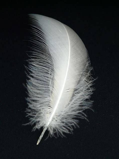 Oyunun adı 'light as a feather, stiff as a board (tüy gibi hafif, tahta gibi sert)'. Free photo: Swan Feather, Spring, Swan - Free Image on ...