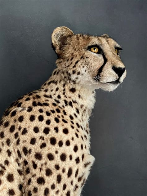 Taxidermy Cheetah Beast Interiors