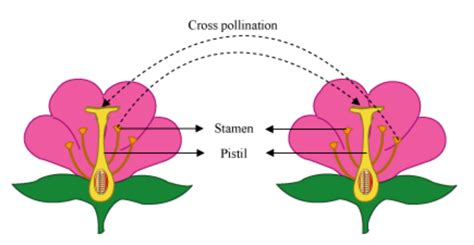 pollination diagram