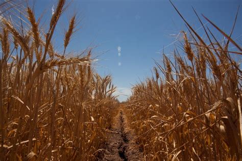 Climate Change Seen Posing Risk To Food Supplies The New York Times