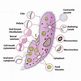 Protozoan Cell Diagram