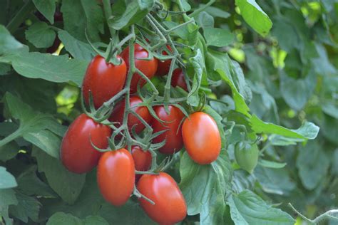 Planting juliet tomatoes will vary from person to person. Juliet Tomato is Summertime Favorite - Delvin Farms