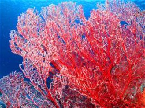 We did not find results for: Rote Koralle soll nicht aussterben - WWF Deutschland ...