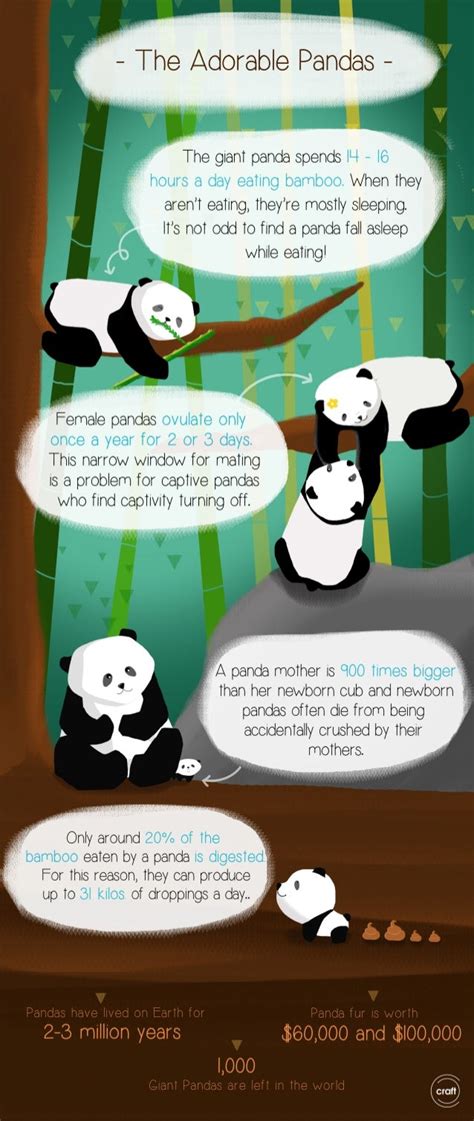 The Adorable Pandas An Infographic