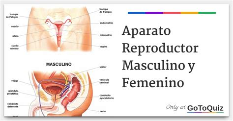 Aparato Reproductor Masculino Y Femenino