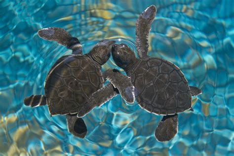 Water Paper Water Art Sea Turtle Images Turtle Spirit Animal Pet