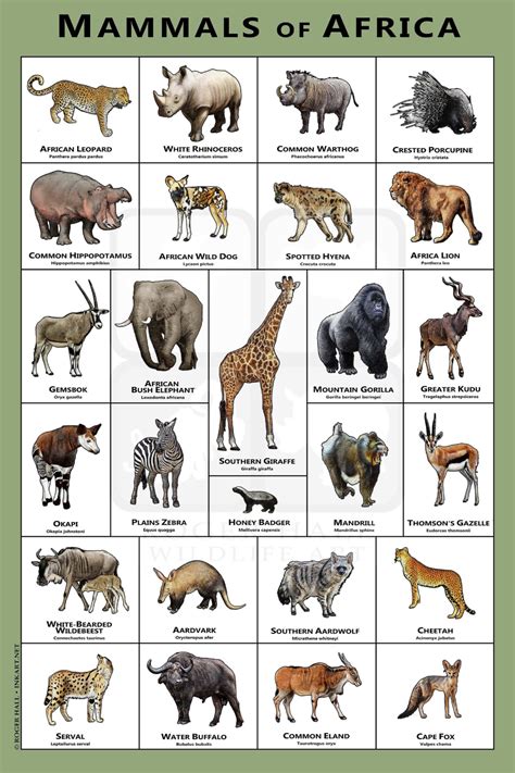 Exotic Animals Names List