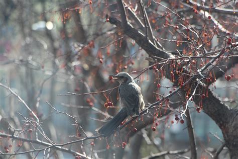 무료 이미지 나무 자연 분기 눈 겨울 목재 잎 야생 생물 얼음 봄 가을 날씨 시즌 동물 상 작은