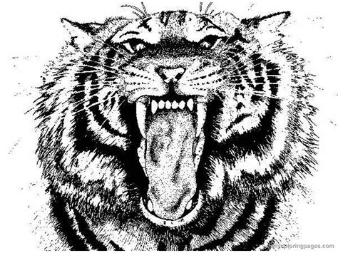 Tiger 13679 Animals Free Printable Coloring Pages