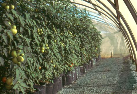 Commercial Hydroponic Farming Trellising Tomato Plants In A Greenhouse