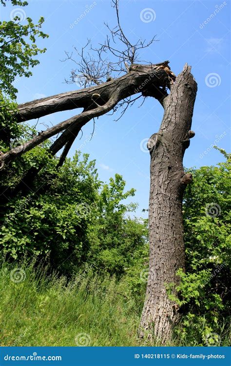 Seriously Broken Dead Tree In A Park With Bushes Around Stock Image