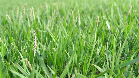Best Low Maintenance Grass Turf Types Myhometurf
