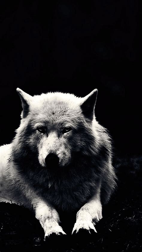 Beautiful Wolf Wallpapers Mobile Wolf Wallpaperspro