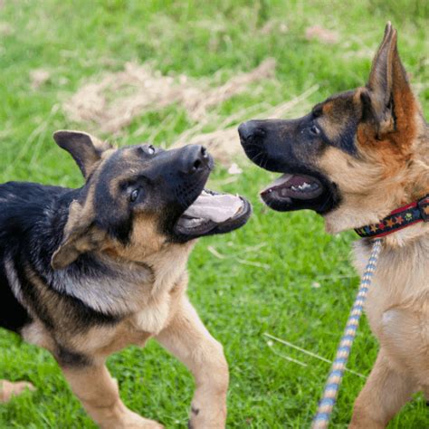 How To Stop German Shepherd Puppy Biting Dos And Donts The German