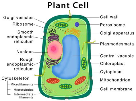 Parts Of Plant Cell Location Structure And Functions Cbse Class