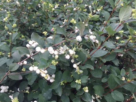 Buy White Snowberry Symphoricarpos X Doorenbosii White Hedge Hopes