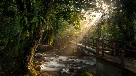 Wooden Bridge In The Forest Hd Wallpaper Background Image 1920x1080