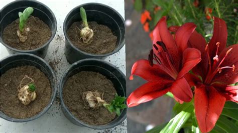 Best Way To Grow Lilium Bulbs Youtube