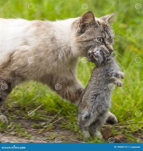 Domestic Tabby Cat The Return Of Hunting Stock Image Image Of